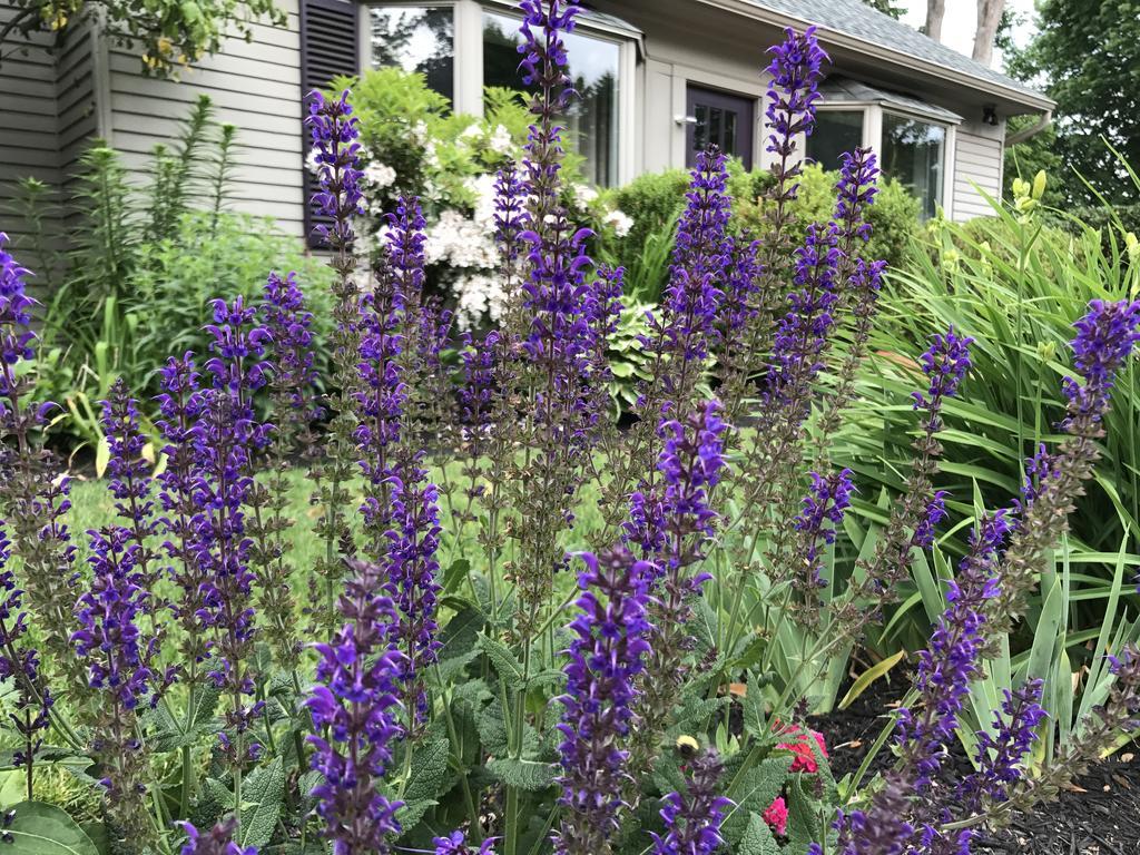 Dragonfly Guest House Ogunquit Exterior photo